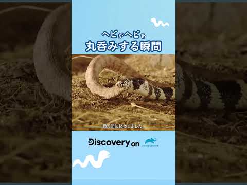 ヘビを遠ざけるにはどうすればいいですか？爬虫類から身を守るための 100% 天然のヒント  庭園