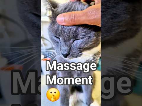 Cat Living in the Moment :) #love #pets #cat #animals