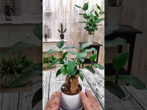 スイミングプールの輪郭をどのように配置するか?プールを舗装、植栽、家具で囲むための 3 つのアイデア  庭園