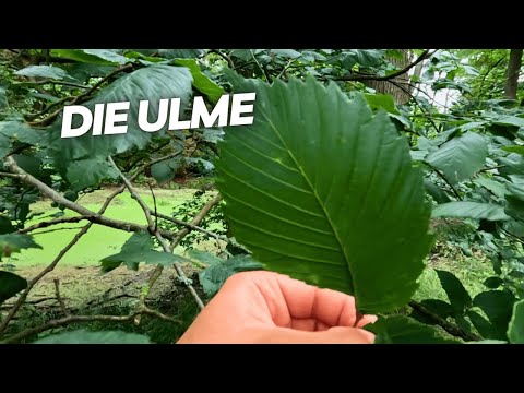 Die Ulmen vom Förster vorgestellt - Baumarten Basics