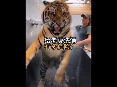 挑戰極限！與猛虎共浴：飼養員如何靠一塊肉安全馴服百獸之王？ #動物科普 #老虎 #飼養員 #動物冷知識