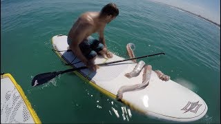 Giant Squid Attacks Surf Board!