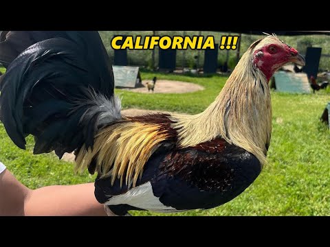 Toppy Flarry Eye Grey Asil Yellow Leg Savagedena Farm - Farm visit