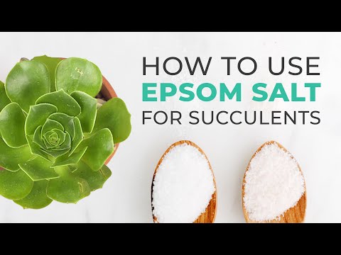 Ar Epsom druska tinka sukulentams? Ar Epsom druska tinka sukulentams?