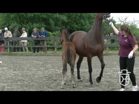 SL020 Hengstfohlen von Quibery - Clearway - Lavall I