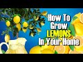 How To Turn A Lemon Into A Lemon Tree