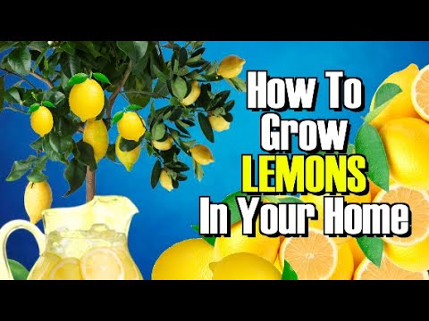 HOW TO GROW A LEMON TREE FROM SEED! WORKS EVERY TIME ! Video