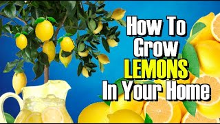 HOW TO GROW A LEMON TREE FROM SEED! WORKS EVERY TIME !