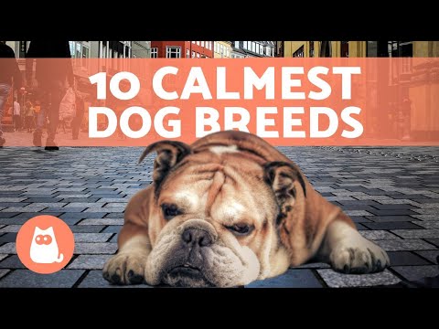 The Top 10 CALMEST DOG BREEDS🐶