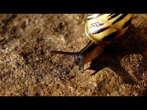 10 Most Beautiful Snails In The World