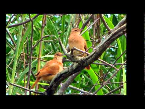 MAJESTADE O SABIÁ - Jair Rodrigues (Partic. Chitãozinho e Xororó) Compositora Roberta Miranda.