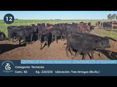 Lote Hembras - Tres Arroyos Bs As