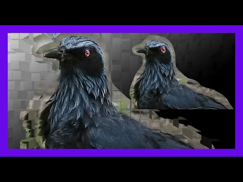 Drozdec modrý (Melanotis caerulescens) — správanie, biotop a hlas