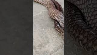 Download lagu MEMBIAKKAN KING COBRA #shorts #shortvideo #kingcobra #ularkingcobra #abyarchannel mp3