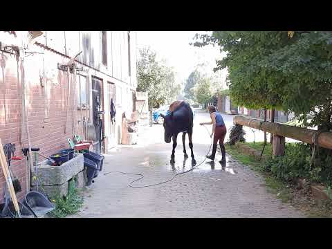 Emilia v. Emilio Sanchez x D-Online - After Work