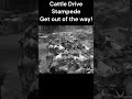 Cattle Drive Stampede GET OUT OF THE WAY Historic Cowboy Rancher Footage Watch The WHITE HAIR Guy