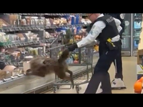 Coyote Causes Chaos in Chicago Aldi!