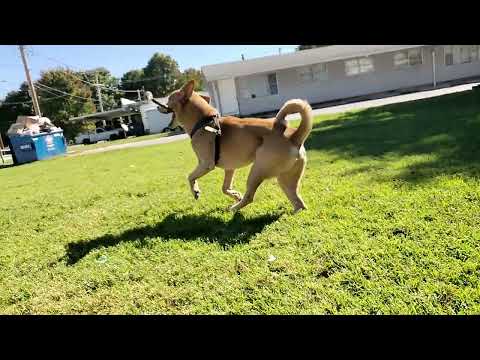 Dog Playing In SlowMo •SPIKE MUZZY