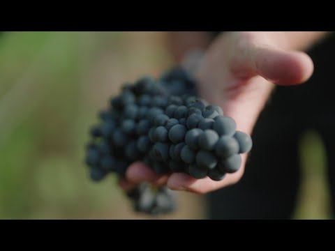 Von der Traube in die Flasche🍷🍇