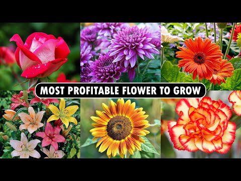 Most profitable Flower to Grow | Flower Farming Business