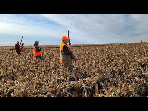 South Dakota pheasant hunting with Labs and Pudelpointers working together