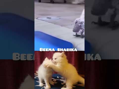 cat's funny videos 😂 #trendingshorts #funny #catfunny #catvideos #comedy