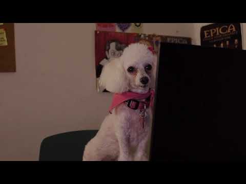 MOKA: Estudios en tiempos de perros I un Mockumentary de RareFilms