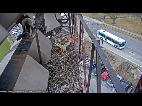 Arthur Delivers Sticks And Bark To Build Up The Nest Cup #CornellHawks – March 2, 2020