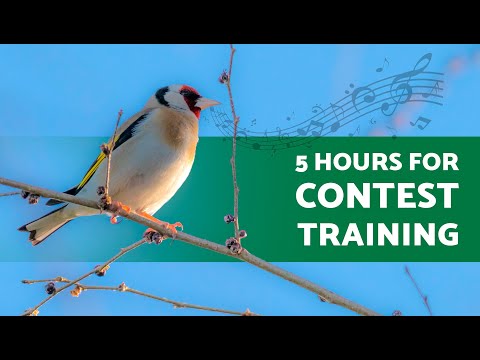 Goldfinch Singing for TRAINING (5 Hours) 5 Hours for Contest SINGING