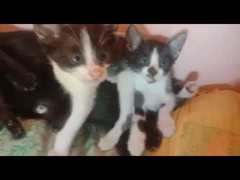 cute 🐈🐈🐈🐈🐈🐈🐈