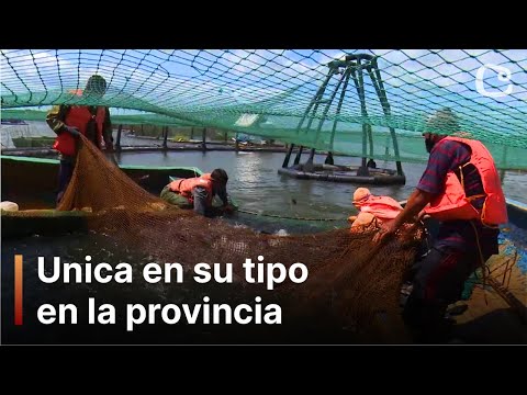 Cultivo de peces de agua dulce en Cascorro