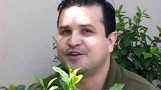 Advice for Gardenias