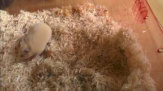 世界元気　ソテッチ　クマのおうち掃除（１）