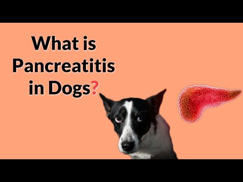 Pancreatitis in Dogs - Symptoms, Treatment, & Prevention!