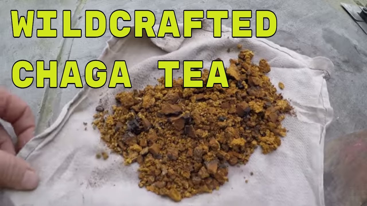 Chaga Mushroom for Tea and Tinder