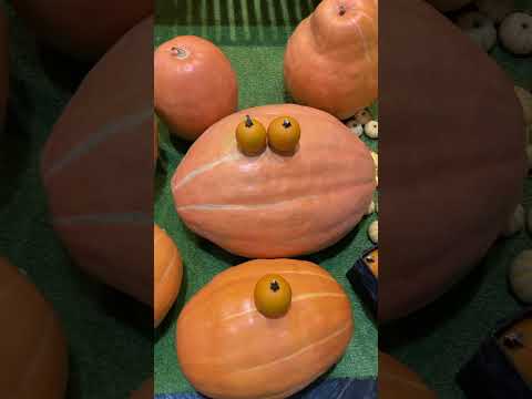 園芸 ハロウィンに向けてカボチャを準備しましょう