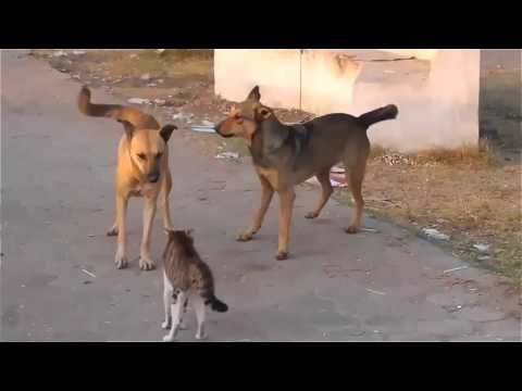 Best funiest cat video 2016 new master