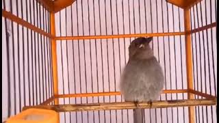 Download lagu BURUNG SRIGUNTING ABU ANAKKAN BELAJAR BUNYI COCOK BUAT MASTERAN mp3