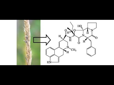 15. Science Education: Ergot Body Ergoalkaloids 麦角生物碱 #tabletennisplayer #sportsgear