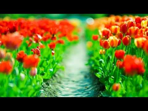 Bucuria pacii # Nicolae Moldoveanu # Diverse