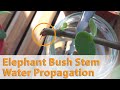 Elephant Bush Stem Water Propagation