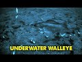 Video Thumbnail for Early Ice Walleye Fishing, INSANE Underwater Footage!!