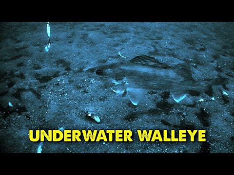 Early Ice Walleye Fishing, INSANE Underwater Footage!!