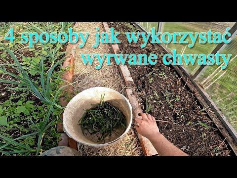4 sposoby jak wykorzystać wyrwane chwasty ?- pierwsze pielenie w sezonie - Ogrodowe pierdamony 136