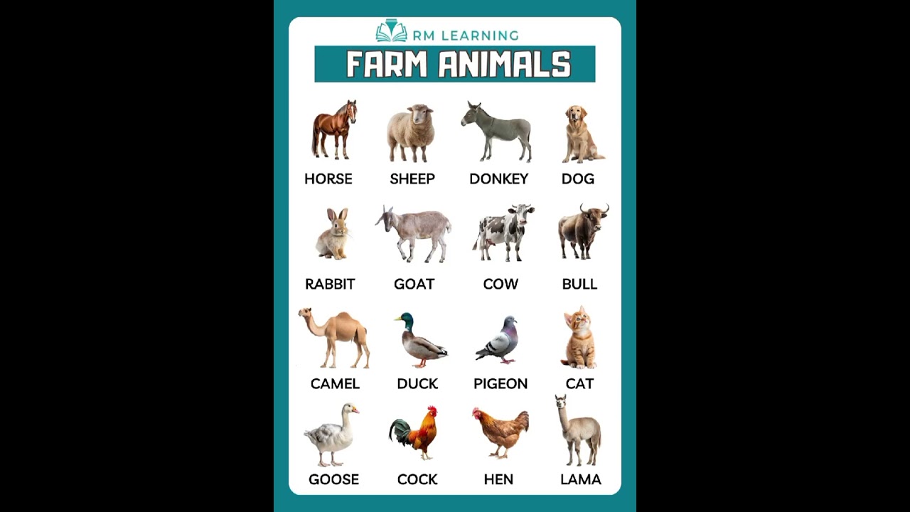 Farm Animals Name English Vocabulary #farmanimals #shortsfeed #rmlearning