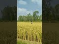 Vayal Veli Song