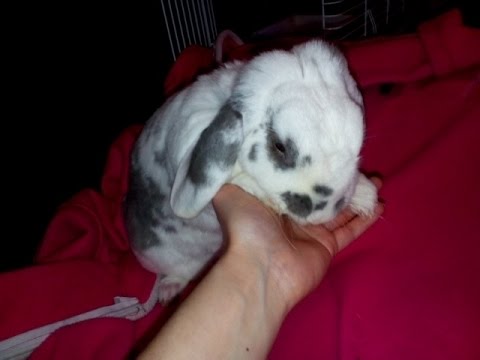 Targhe per perdita di peso contenendo vermi Liberato da risposte lyambliya