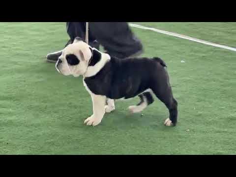 CACHORRO A DE EXPOSICIÓN Club Canófilo de la Sultana del Norte