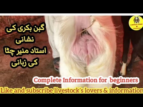 Gabban Bakri Ki Phechen? | گبن بکری کی پہچان کیا ہوتی ہے |How to check goats pregnancy?