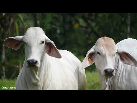 Desde Rio Blanco Matagalpa Norlan Cubas nos comparte su experiencia en Feria ganadera Estelí 2025